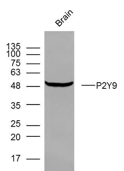 P2Y9 Polyclonal Antibody