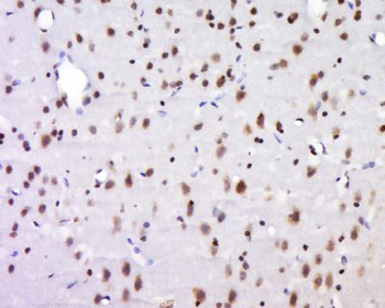 NECAB1 Polyclonal Antibody