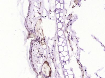 SOX21 Polyclonal Antibody