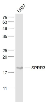 SPRR3 Polyclonal Antibody