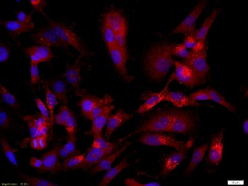 CASPR Polyclonal Antibody