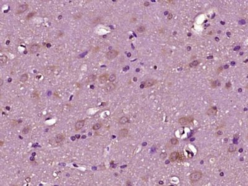 Neurexin II alpha Polyclonal Antibody