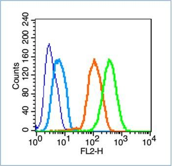 NLGN2 Polyclonal Antibody