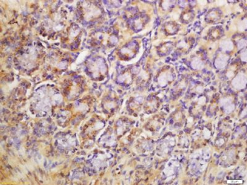Agrin Polyclonal Antibody