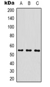 Anti-MICU1 Antibody