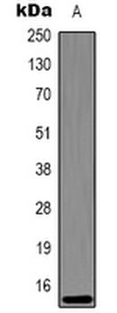 Anti-Histone H3 (DiMethyl K27) Antibody