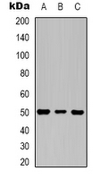 Anti-Beta3-tubulin Antibody