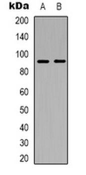 Anti-ABCB5 Antibody