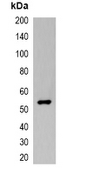 Anti-VSV-G-tag Antibody