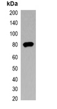 Anti-V5-tag Antibody