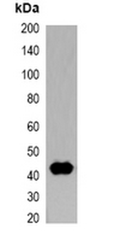 Anti-T7-tag Antibody