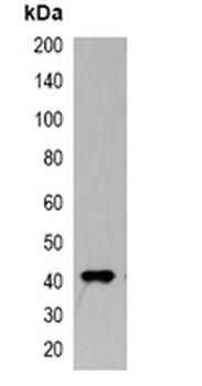 Anti-Myc-tag Antibody-HRP labled