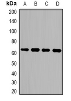 Anti-LGALS3BP Antibody