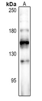 Anti-FOG2 Antibody