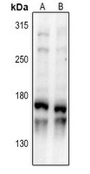 Anti-HMGXB3 Antibody