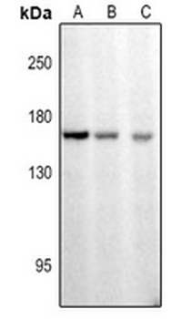 Anti-CDC25 (pS916) Antibody