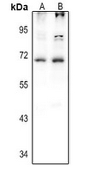 Anti-Histidine Decarboxylase Antibody