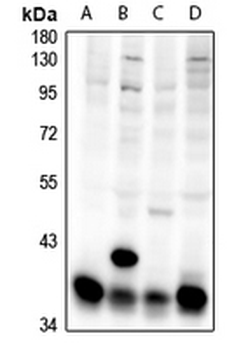 Anti-BWR1A Antibody