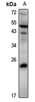 Anti-DUSP19 Antibody