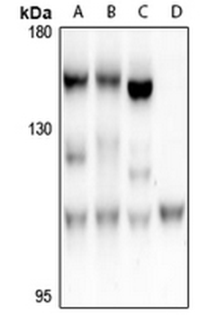 Anti-FARP2 Antibody