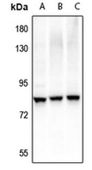 Anti-RRN3 (pS649) Antibody