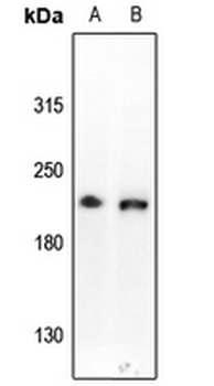 Anti-CD109 Antibody