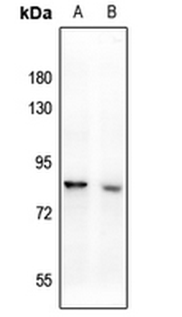 Anti-CD108 Antibody