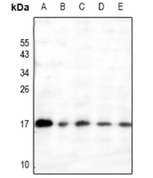 Anti-RAMP3 Antibody