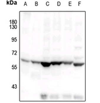 Anti-COX1 Antibody