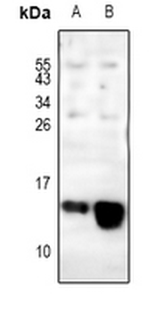 Anti-COX6C Antibody