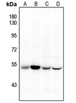 Anti-CD47 Antibody