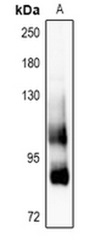 Anti-CD91 Antibody