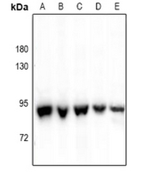 Anti-P5CS Antibody