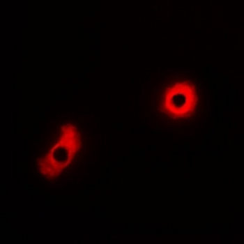 Anti-MRGX4 Antibody
