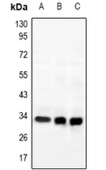 Anti-GPR169 Antibody