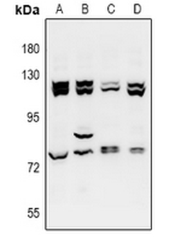 Anti-ZZZ3 Antibody