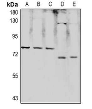 Anti-RPAP2 Antibody