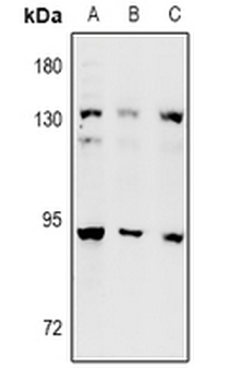 Anti-DNA Polymerase iota Antibody