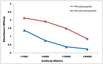 Anti-MNK2 (pT249) Antibody