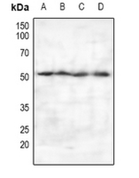 Anti-PSO Antibody