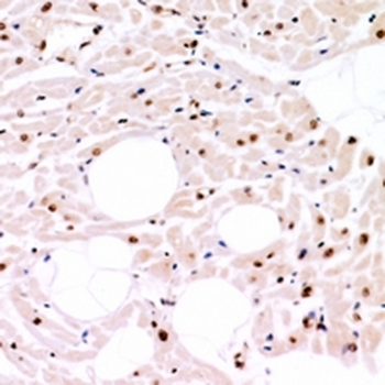 Anti-CLK4 Antibody