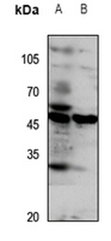 Anti-GPR172A Antibody