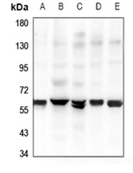 Anti-GPR37L1 Antibody
