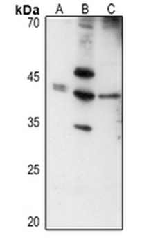 Anti-Layilin Antibody