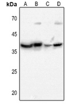 Anti-CD296 Antibody