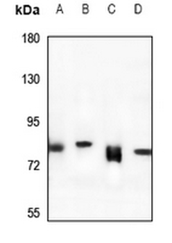 Anti-Rabenosyn 5 Antibody