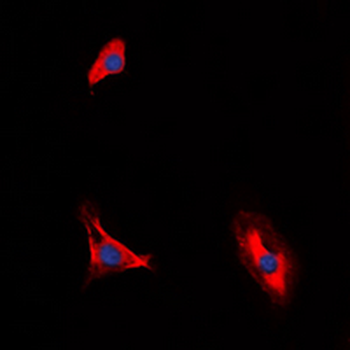 Anti-CD210a Antibody