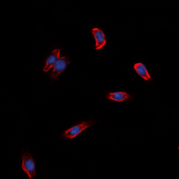 Anti-GPR97 Antibody