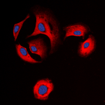 Anti-Delta Opioid Receptor (pS363) Antibody