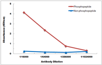 Anti-p38 (pY323) Antibody